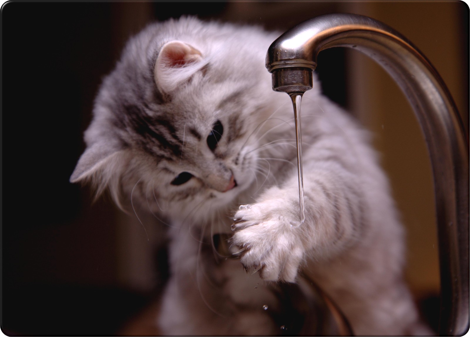 kitten-pictures-wash-your-hands-before-lunch