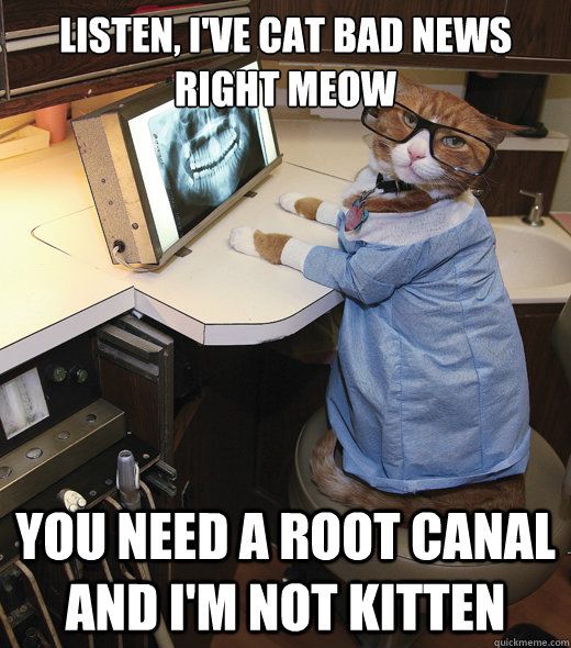 root canal cat