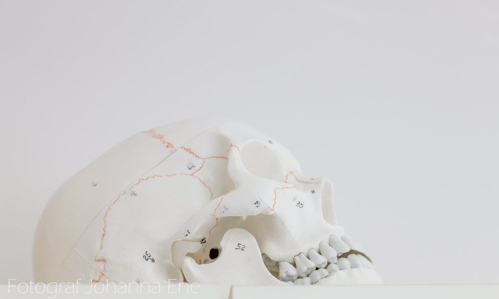 Modell av mänskligt kranium.