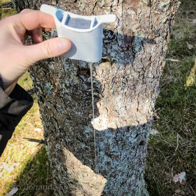 Lungplus för astma och löpning i kyla. Saliv som rinner ur Lungplus.