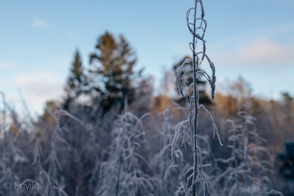 Vinter och snö. Foto Johanna Ene 2021.