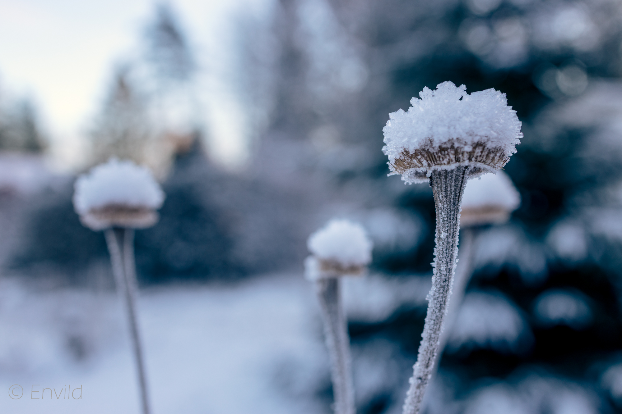 Frusna frökapslar. Vinter och snö. Foto Johanna Ene 2021.